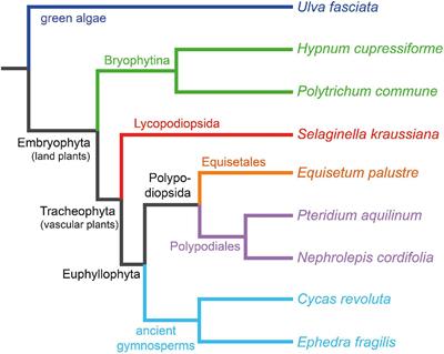 New Insights on Structures Forming the Lignin-Like Fractions of Ancestral Plants